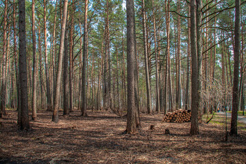 Illegal deforestation of the planet. View of trees cut down and stockpiled for transport to make land available for agriculture. Sanitary cleaning of the forest. The concept of ecology, environment