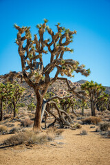 Joshua Tree Cactus at Joshua Tree National Park