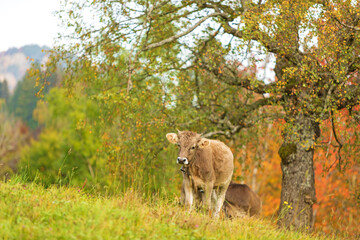 Allgäu - Kuh - Kalb - Herbst 