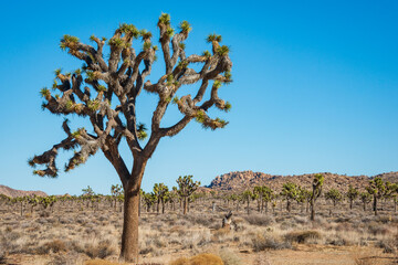 Fototapeta na wymiar Joshua Tree Cactus at Joshua Tree National Park