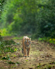 wild bengal male tiger or panthera tigris head on in natural green scenic background looking at camera in winter evening safari at dhikala jim corbett national park forest reserve uttarakhand india © Sourabh