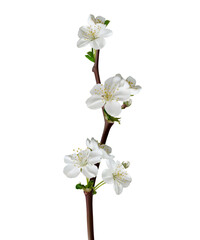 Blooming cherry. White spring flowers. Floral background. Flowering branch. Beautiful vector illustration. Isolated.