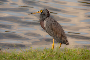 pretty specimen bird on the edge of a pond in florida usa