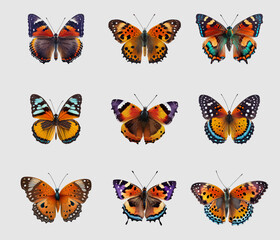 Fototapeta na wymiar Collection of multicolored butterflies. Vector illustration. Tropical butterflies set isolated on a white background. Collection of realistic colorful butterflies for design.