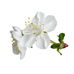 Fototapeta na wymiar Blooming cherry. White spring flowers. Floral background. Beautiful vector illustration. Isolated.
