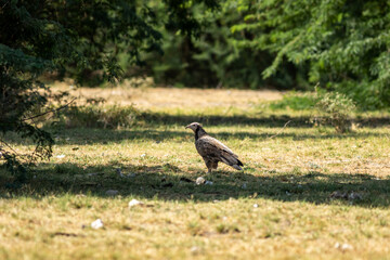 juvenile Egyptian vulture or Neophron percnopterus bird in natural green background and in shade of tree during winter migration at tal chhapar blackbuck sanctuary rajasthan India asia