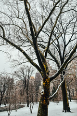 Foto de los árboles con nieve en Central Park, Manhattan, Nueva York, Estados Unidos.