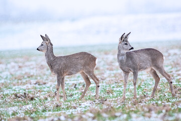 Naklejka na ściany i meble Two roe deer in snowy winter conditions