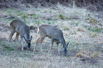 Wild female roe deer in a field