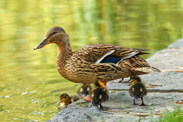 Female duck with little ducklings on the shore of a pond.