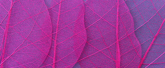 Obraz premium Colorful transparent and delicate skeleton leaves