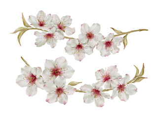 Spring almond blossom in watercolor style isolated on white background. Hand-drawn watercolor floral illustration on transparent background can be used on a variety of surfaces
