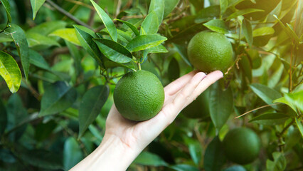 A woman's hand holds a small green orange hanging on a branch in the palm of her hand.