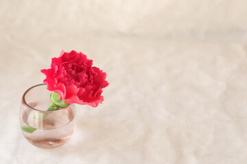 赤い一輪のカーネーション