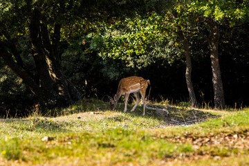 Fallow deers in La Garrotxa, Girona, Pyrenees, northern Spain. Europe © Alberto Gonzalez 