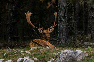 Fallow deers in La Garrotxa, Girona, Pyrenees, northern Spain. Europe © Alberto Gonzalez 