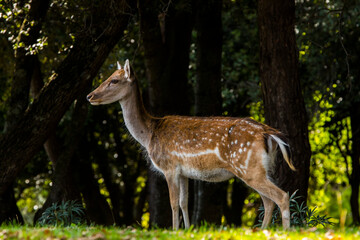 Fallow deers in La Garrotxa, Girona, Pyrenees, northern Spain. Europe © Alberto Gonzalez 