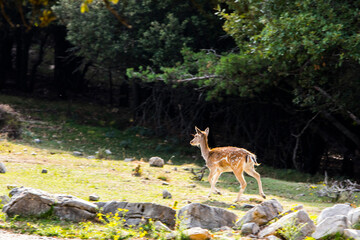 Fallow deers in La Garrotxa, Girona, Pyrenees, northern Spain. Europe