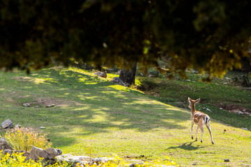 Fallow deers in La Garrotxa, Girona, Pyrenees, northern Spain. Europe © Alberto Gonzalez 