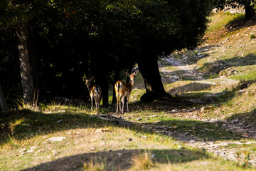 Fallow deers in La Garrotxa, Girona, Pyrenees, northern Spain. Europe