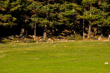 Fallow deers in La Garrotxa, Girona, Pyrenees, northern Spain. Europe