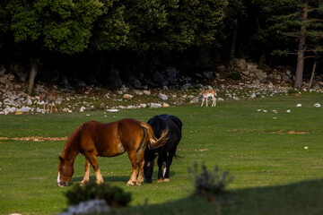 Fallow deers in La Garrotxa, Girona, Pyrenees, northern Spain. Europe © Alberto Gonzalez 