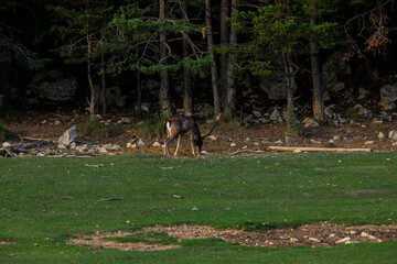 Fallow deers in La Garrotxa, Girona, Pyrenees, northern Spain. Europe © Alberto Gonzalez 