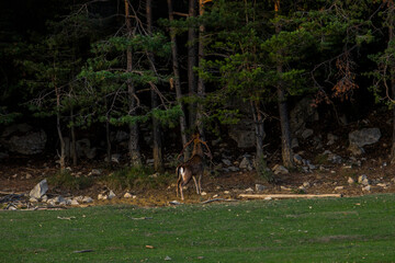 Fallow deers in La Garrotxa, Girona, Pyrenees, northern Spain. Europe © Alberto Gonzalez 