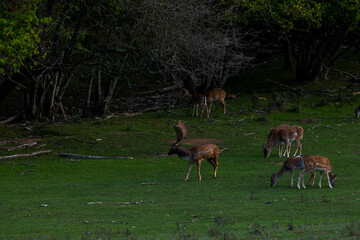 Naklejka na ściany i meble Fallow deers in La Garrotxa, Girona, Pyrenees, northern Spain. Europe