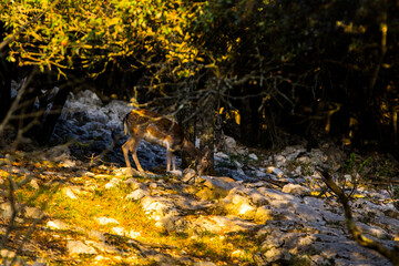Fallow deers in La Garrotxa, Girona, Pyrenees, northern Spain. Europe