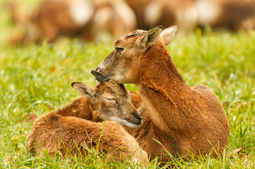 A female European mouflon lying in the grass in a meadow and cuddling her cub. Closeup, no people, no AI.