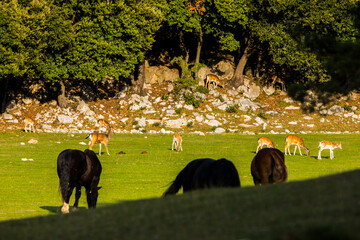 Fallow deers in La Garrotxa, Girona, Pyrenees, northern Spain. Europe © Alberto Gonzalez 