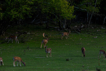 Fallow deers in La Garrotxa, Girona, Pyrenees, northern Spain. Europe © Alberto Gonzalez 