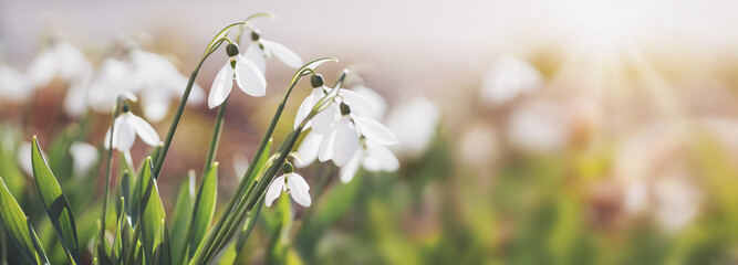 View to spring flowers in the park