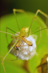 spider brings an eggs
