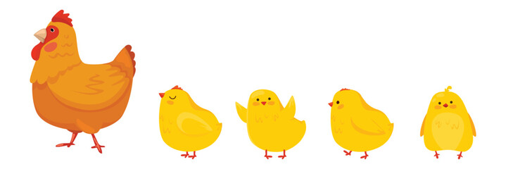 A mother hen is walking with her newborn chicks.