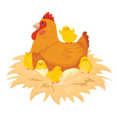 A hen sits on a nest with her newborn chicks