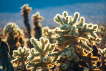 Teadybear Cacti, Joshua Tree National Park, California