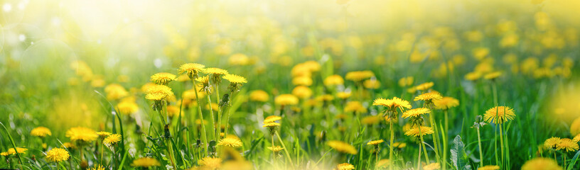 Obraz premium Meadow with lots of spring flowers yellow dandelions in sunny day in nature. Ultra wide banner format, panorama.
