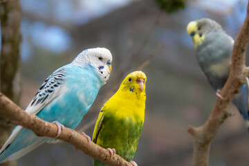 Pretty parakeet in an aviary in a protected park in the United States