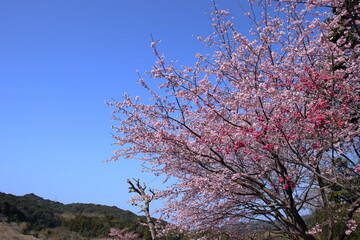 大寒桜と寒緋桜　早春　（高知県　室戸広域公園）