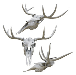 3d rendering of a moose deer animal skull head skeleton perspective view