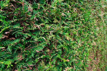 green grass background
