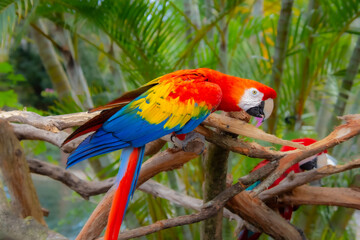 Cute parrot resting on a branch watching its surroundings