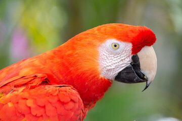Cute parrot resting on a branch watching its surroundings