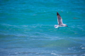 Pretty Seagull flying over Hollywood Beach in sunny Florida USA