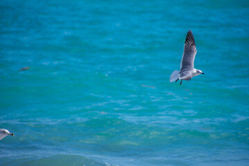 Naklejka premium Pretty Seagull flying over Hollywood Beach in sunny Florida USA