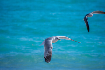 Pretty Seagull flying over Hollywood Beach in sunny Florida USA