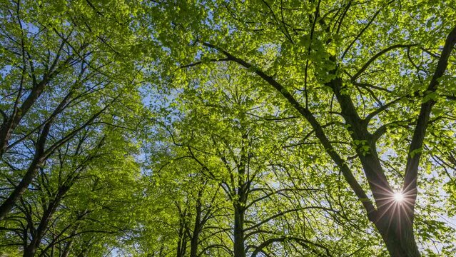Bottom up view of spring green foliage of trees in park or forest against the blue sky. Lush foliage of spring trees. Walk in the city park on sunny day. Green nature background. Gimbal shot HDR 4K