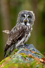 great grey owl (Strix nebulosa) perched on a tree